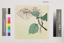榛原聚玉堂版団扇絵 桐の花 / Picture on Round Fan by Haibara Shūgyokudō: Paulownia Flower image