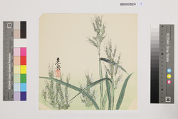 榛原聚玉堂版団扇絵 稲花 / Picture on Round Fan by Haibara Shūgyokudō: Rice Flower image