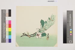 榛原聚玉堂版団扇絵 山茶花 / Picture on Round Fan by Haibara Shūgyokudō: Camellia Sasanqua image