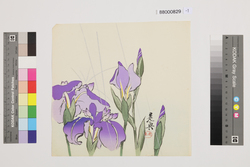 榛原聚玉堂版団扇絵 あやめ / Picture on Round Fan by Haibara Shūgyokudō: Iris image