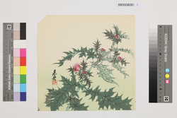 榛原聚玉堂版団扇絵 あざみ / Picture on Round Fan by Haibara Shūgyokudō: Thistle image