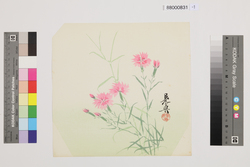 榛原聚玉堂版団扇絵 撫子 / Picture on Round Fan by Haibara Shūgyokudō: Dianthus image