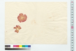 朝顔押花 / Pressed Morning Glory Flower (Reference Materials on Takahashi Deishu) image