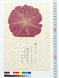 朝顔押花（湖上乃月） / Pressed Morning Glory Flower (The Moon over the Lake) (Reference Materials on Takahashi Deishu) image