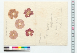 朝顔押花 / Pressed Morning Glory Flower (Reference Materials on Takahashi Deishu) image