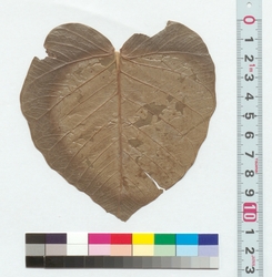 [植物の葉］ / [Plant Leaf] (Reference Materials on Takahashi Deishu) image