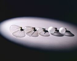 電球 / Light Bulb image