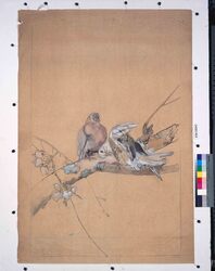 下絵 桜と鳩 / Sketch, Cherry Blossoms and Doves image