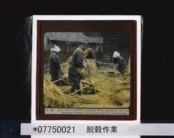 脱穀作業 / Threshing Grain image