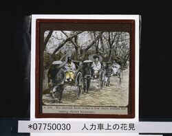 人力車上の花見 / Cherry Blossom Viewing Aboard a Rickshaw image