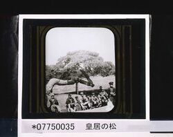 皇居の松 / Pine at the Imperial Palace image