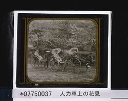 人力車上の花見 / Cherry Blossom Viewing Aboard a Rickshaw image