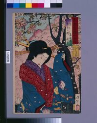 東京自慢十二ヶ月 三月 吉原の桜 / The Pride of Tokyo's Twelve Months : March, Cherry Blossoms at Yoshiwara image