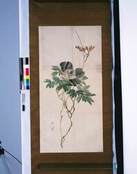 粉本　孔寅写　牡丹 / Reproduction of Koin's Painting : Tree Peony (Shibata Zeshin's Sketch) image