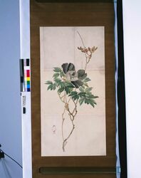 粉本 孔寅写 牡丹 / Reproduction of Koin's Painting : Tree Peony (Shibata Zeshin's Sketch) image