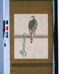 粉本　鷹架 / A hawk (Shibata Zeshin's Sketch) image