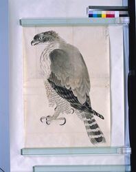 粉本 熊鷹写生 / A Bear and a Hawk (Shibata Zeshin's Sketch) image