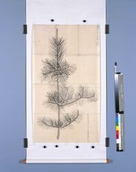粉本　若松 / A Young Pine Tree (Shibata Zeshin's Sketch) image