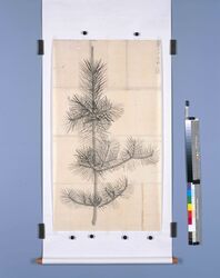 粉本 若松 / A Young Pine Tree (Shibata Zeshin's Sketch) image