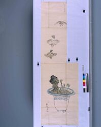 粉本　盆栽飛鳥 / Bonsai Hicho (Flying Birds) (Shibata Zeshin's Sketch) image