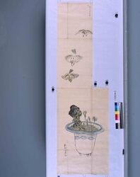 粉本 盆栽飛鳥 / Bonsai Hicho (Flying Birds) (Shibata Zeshin's Sketch) image