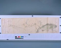 粉本 鯉 / A Carp (Shibata Zeshin's Sketch) image