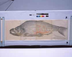 粉本　鮭 / A Salmon (Shibata Zeshin's Sketch) image