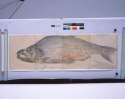粉本 鮭 / A Salmon (Shibata Zeshin's Sketch) image