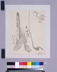 墨版　桜（上野公園八百善） / Black Print: Cherry Blossoms (Ueno Park Yaozen, Shibata Zeshin's  Block Print, Black Print, Other Prints) image