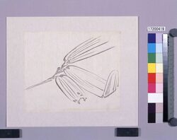 墨版 笹葉 / Black Print: Bamboo Grass Leaves (Shibata Zeshin's Block Print, Black Print, Other Prints) image