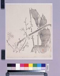 墨版　梅 / Black Print: Plum Flowers (Shibata Zeshin's  Block Print, Black Print, Other Prints) image