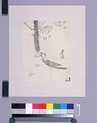 墨版　桜と蝶 / Black Print: Cherry Blossom and a Batterfly (Shibata Zeshin's  Block Print, Black Print, Other Prints) image