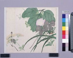 多色刷　秋草 / Multi-color Print: Autumn Flowers (Shibata Zeshin's  Block Print, Black Print, Other Prints) image