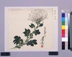 多色刷　白菊（鳩杖紀念） / Multi-color Print: White Chrysanthemum (Hatozue Commemoration, Shibata Zeshin's  Block Print, Black Print, Other Prints) image