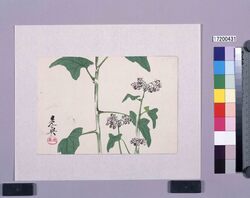 多色刷版　蕎麦の花 / Multi-color Print: Buckwheat Flowers (Shibata Zeshin's  Block Print, Black Print, Other Prints) image