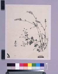 墨版　秋草 / Black Print: Autumn Flowers (Shibata Zeshin's  Block Print, Black Print, Other Prints) image