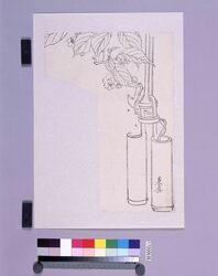 墨版 花生 / Black Print: A Flower Vase (Shibata Zeshin's Block Print, Black Print, Other Prints) image