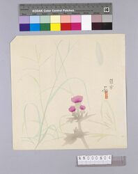 榛原聚玉堂版団扇絵 あざみ(赤紫) / Picture on Round Fan by Haibara Shūgyokudō: Thistle (Reddish Purple) image