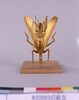 金蟷螂前立/Gold Mantis Maetate Ornament image