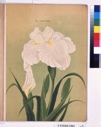 横浜植木花菖蒲輸出カタログ　25種類 / Yokohama Nursery Co., Ltd. Iris Kaempferi Export Catalog: 25 Types image