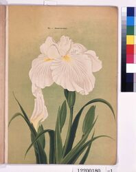 横浜植木花菖蒲輸出カタログ 25種類 / Yokohama Nursery Co., Ltd. Iris Kaempferi Export Catalog: 25 Types image