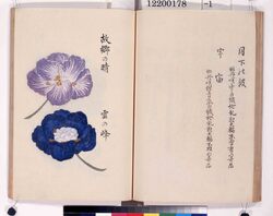 花菖培養録　嘉永二年版草稿写 / A Record of Japanese Iris Cultivation, 1849 Edition Draft Copy image