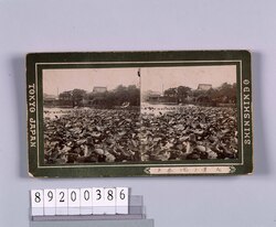 不忍池ノ蓮花 / Lotus Flowers in Shinobazu Pond image