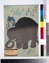 中天竺馬爾加国舶来大象之図 / Illustration of a Large Elephant Born in Maruka, Central India image