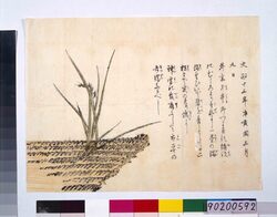 むしろより稲の出る図 / Illustration of Rice Plant Shooting through Straw Mat image