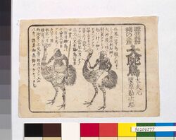 亜非利加州産大駝鳥の案内 / Information on African Ostriches image