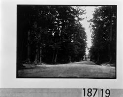 神社参道と鳥居 / Approach to a Shrine and Torii Gateway image