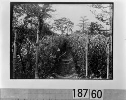 畑の小道 / Path Through the Fields image