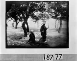 松林の下を掃く女性2人 / Two Women Raking in a Pine Woods image