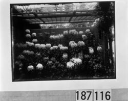 菊花 / Chrysanthemums image